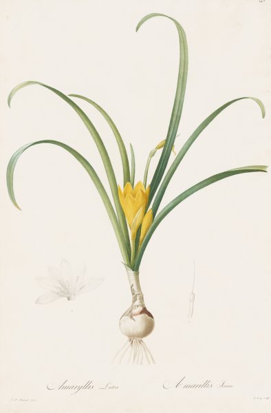 Amaryllis lutea  by Pierre Joseph Redoute - Hand-Painted Oil Painting Reproduction