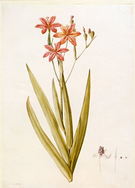 Main Product Photo of Belamcanda Painting by Pierre-Joseph Redoute