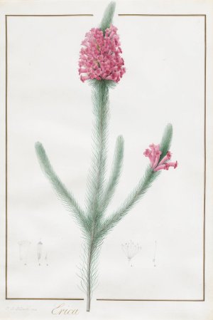 Erica Fulgida by Pierre Joseph Redoute Oil Painting