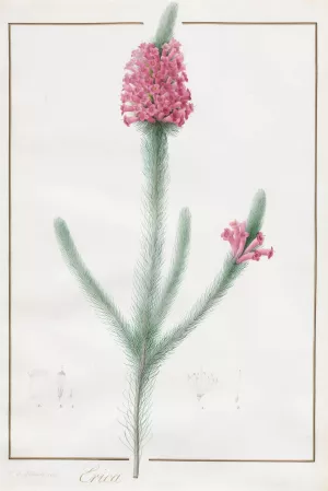 Erica Fulgida by Pierre Joseph Redoute Oil Painting