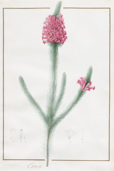 Erica Fulgida  by Pierre Joseph Redoute - Hand-Painted Oil Painting Reproduction