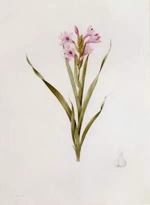 Gladiolus Laccatus by Pierre-Joseph Redoute Oil Painting