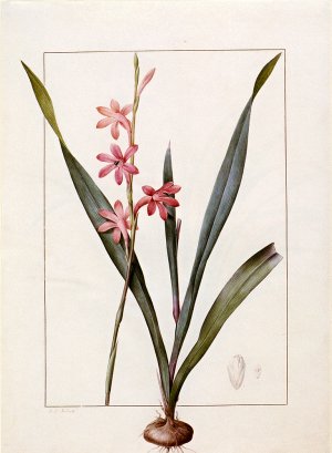 Gladiolus Merianus