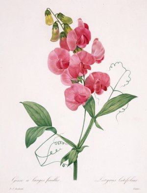 Lathyrus latifolius by Pierre Joseph Redoute Oil Painting