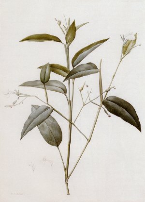 Maranta Arundinacea