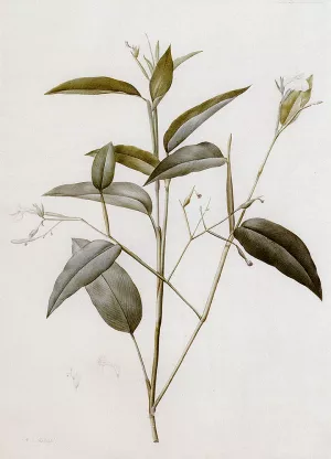 Maranta Arundinacea by Pierre-Joseph Redoute Oil Painting