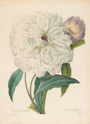 Paeonia flagrans by Pierre Joseph Redoute Oil Painting