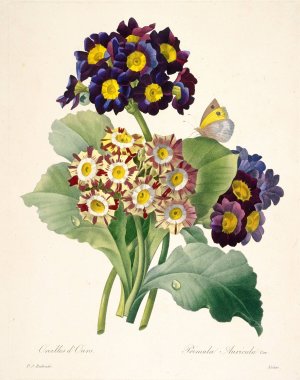 Primula auricula by Pierre Joseph Redoute Oil Painting