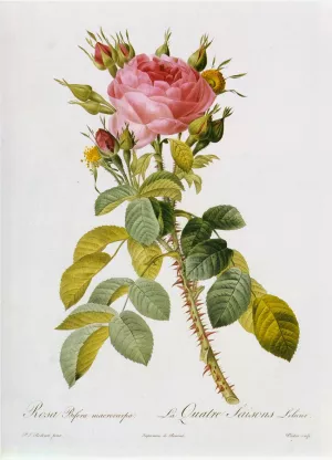 Rosa Bifera Macrocarpa by Pierre-Joseph Redoute - Oil Painting Reproduction