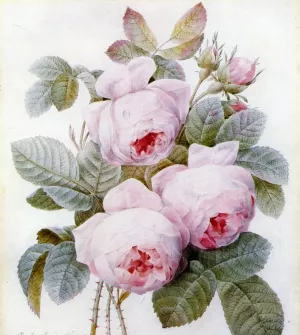 Roses Oil painting by Pierre-Joseph Redoute