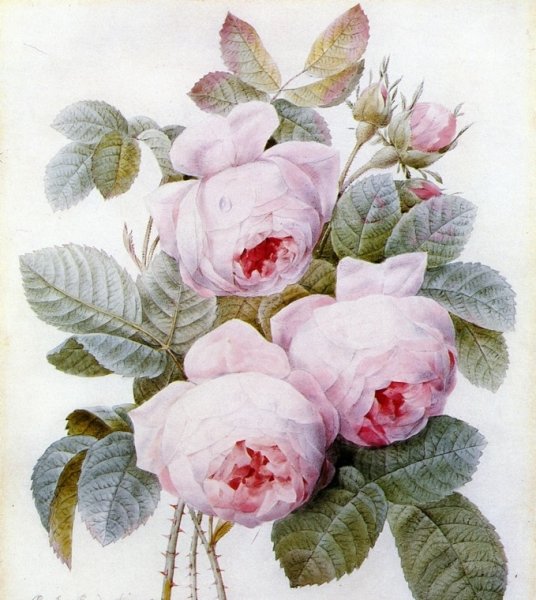 Main Product Photo of Roses Painting by Pierre-Joseph Redoute