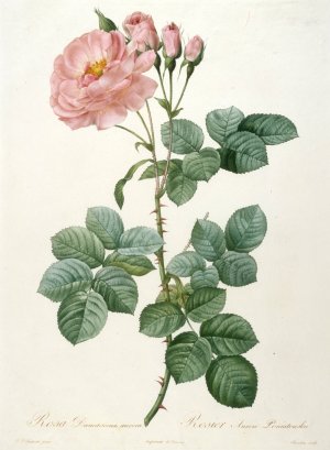 Rosier Aurore Poniatowska, from La Couronne Des Roses by Pierre Joseph Redoute Oil Painting