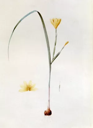 Sisyrinchium Collinum painting by Pierre-Joseph Redoute