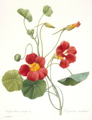Tropaeolum majus Oil painting by Pierre Joseph Redoute