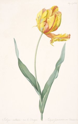 Tulipa gesneriana var. dracontia by Pierre Joseph Redoute Oil Painting