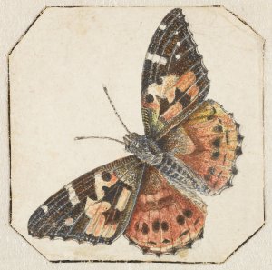 Distelvlinder by Pieter Barbiers Oil Painting