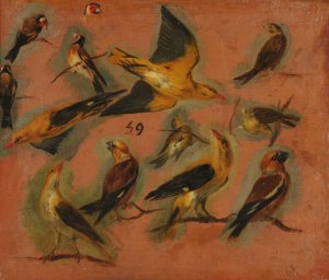 Chardonnerets, oiseaux Stade de creation etude by Pieter Boel Oil Painting