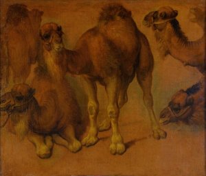 Dromadaires et tetes de dromadaires by Pieter Boel Oil Painting