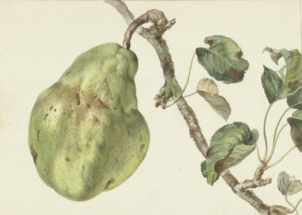 Main Product Photo of Peer aan een tak  Painting by Pieter Gevers