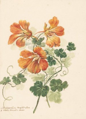 Takken van een Tropaeolum en een viooltje by Pieter Van Loo Oil Painting