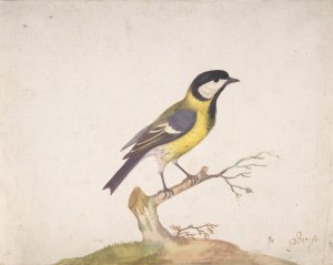 A Great Titmouse by Pieter Withoos Oil Painting