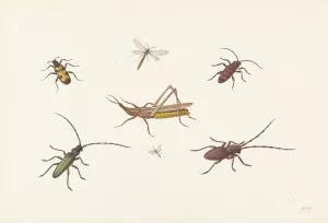 A Sheet with Seven Different Insects by Pieter Withoos Oil Painting