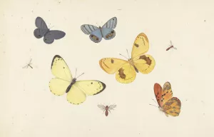 Sheet of Studies with Five Butterflies, a Wasp, and Two Flies by Pieter Withoos Oil Painting
