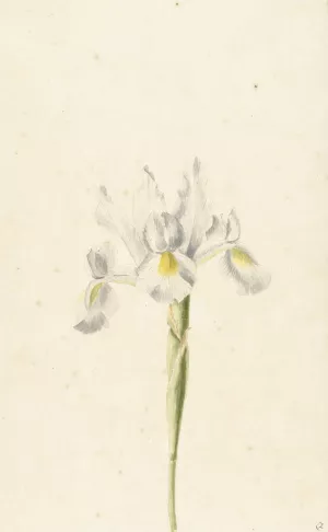 Witte iris by Pieter Withoos Oil Painting