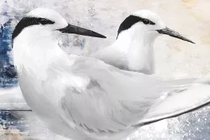 Black-Naped Tern by Porter Hastings Oil Painting