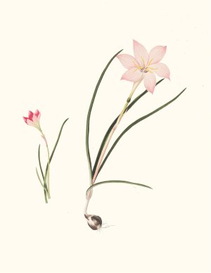 1. Zephyranthes Carinatus. 2. Zephyranthes Rosea by Priscilla Susan Bury Oil Painting