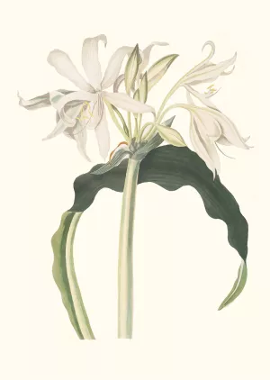 Amaryllis Aulica Oil painting by Priscilla Susan Bury
