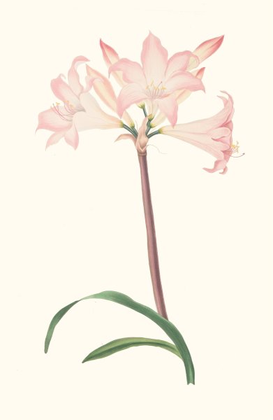 Amaryllis Belladonna  by Priscilla Susan Bury - Hand-Painted Oil Painting Reproduction