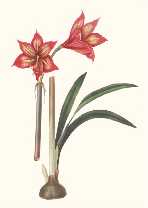 Amaryllis Correiensis by Priscilla Susan Bury Oil Painting