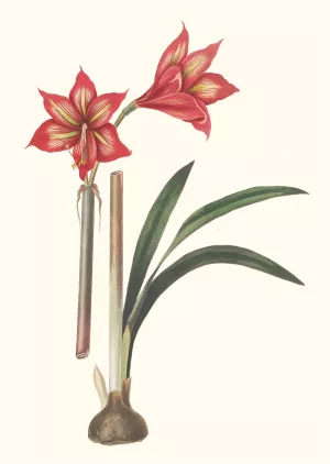 Amaryllis Correiensis by Priscilla Susan Bury Oil Painting