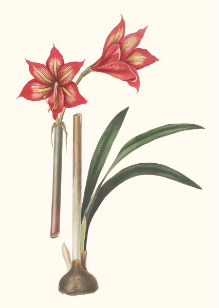 Main Product Photo of Amaryllis Correiensis Painting by Priscilla Susan Bury
