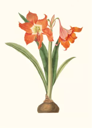 Amaryllis Equestris by Priscilla Susan Bury Oil Painting