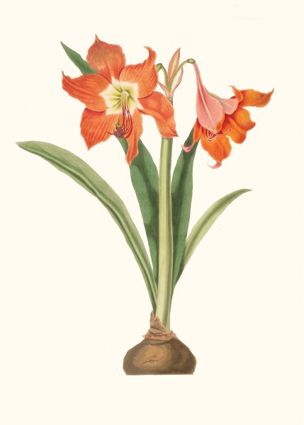 Amaryllis Equestris  by Priscilla Susan Bury - Hand-Painted Oil Painting Reproduction