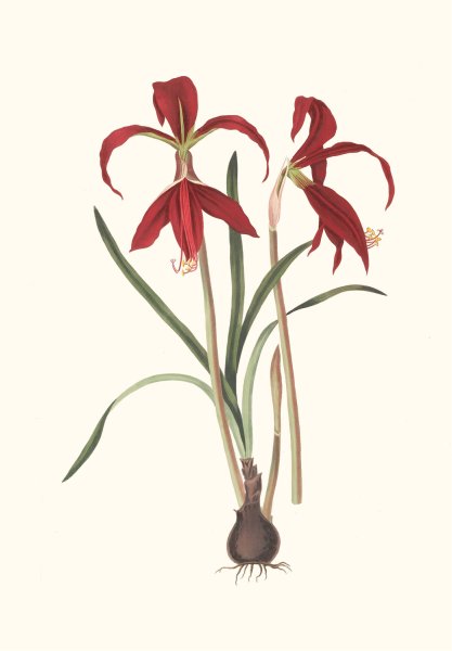 Main Product Photo of Amaryllis Formosissima Painting by Priscilla Susan Bury