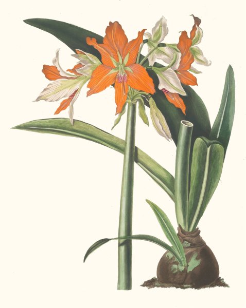 Main Product Photo of Amaryllis Fulgida  Painting by Priscilla Susan Bury