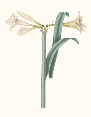Amaryllis Harrisoni by Priscilla Susan Bury Oil Painting