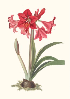 Amaryllis Johnsoni by Priscilla Susan Bury Oil Painting