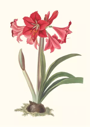 Amaryllis Johnsoni by Priscilla Susan Bury Oil Painting