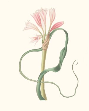 Amaryllis Longifolia by Priscilla Susan Bury Oil Painting