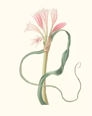 Amaryllis Longifolia by Priscilla Susan Bury Oil Painting