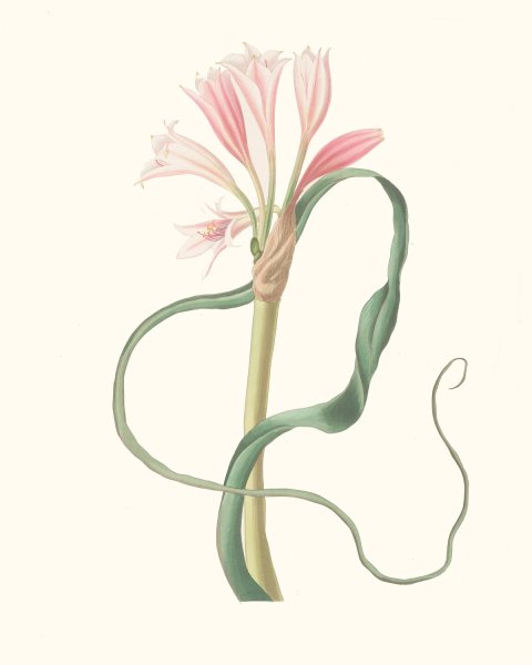 Main Product Photo of Amaryllis Longifolia  Painting by Priscilla Susan Bury