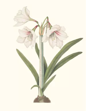 Amaryllis Picta. by Priscilla Susan Bury Oil Painting