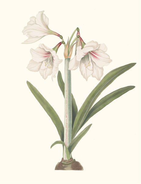 Amaryllis Picta.  by Priscilla Susan Bury - Hand-Painted Oil Painting Reproduction