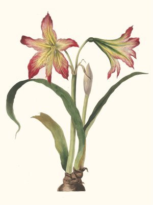 Amaryllis Psittacina by Priscilla Susan Bury Oil Painting