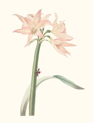 Amaryllis Pulverulenta by Priscilla Susan Bury Oil Painting