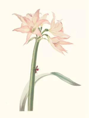 Amaryllis Pulverulenta by Priscilla Susan Bury Oil Painting